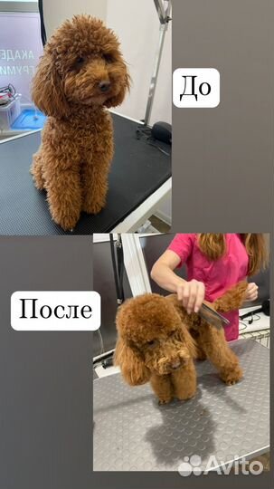 Груминг собак с выездом на дом