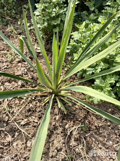 Юка садовая