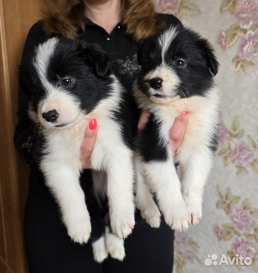 Щенки бордер колли