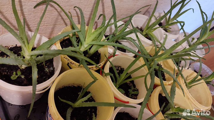 Алоэ взрослый. Старше 5 лет