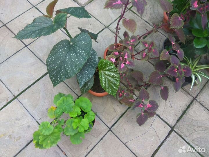 Комнатные цветы