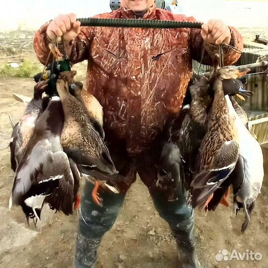 Организация охоты на водоплавающую дичь