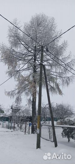 Лиственница