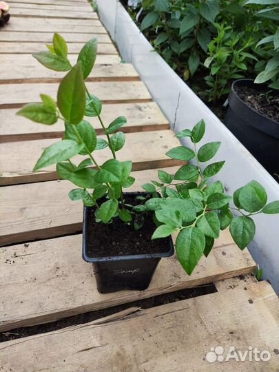 Голубика Бонус, Дюк