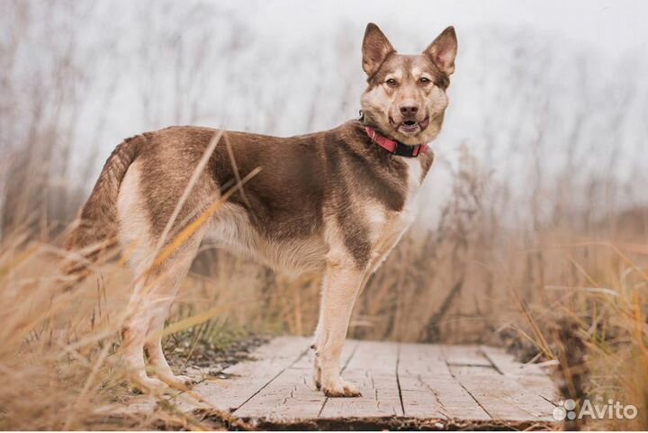 Метис лайки Агата