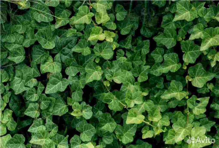 Плющ садовый