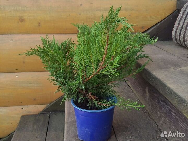 Туя, Можжевельник