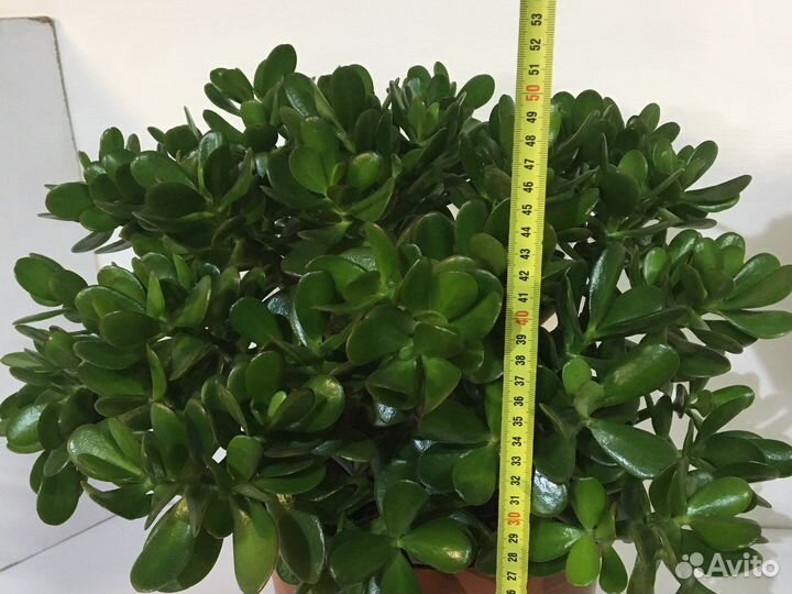 Денежное дерево большое