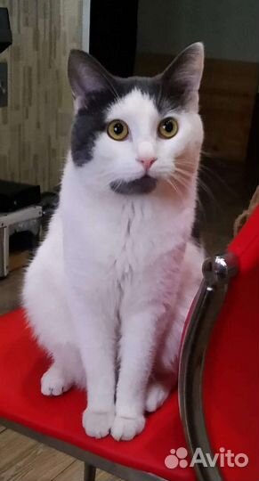Котик бесплатно