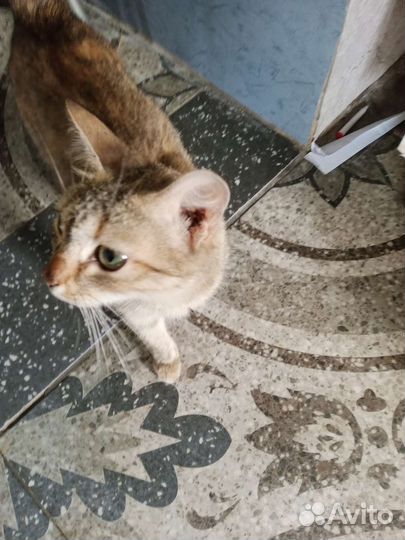 Кошка в дар бесплатно