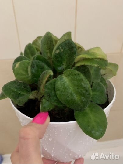 Фиалки цветущие в горшке