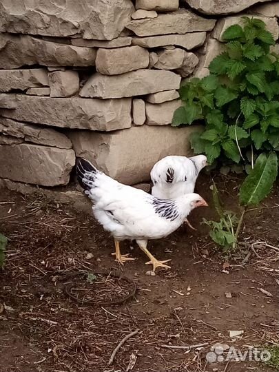 Куры петухи