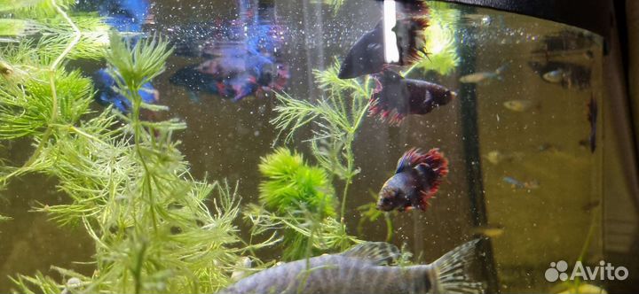 Петухи рыбки