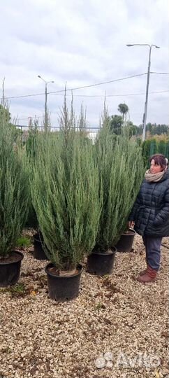 Можжевельник блю