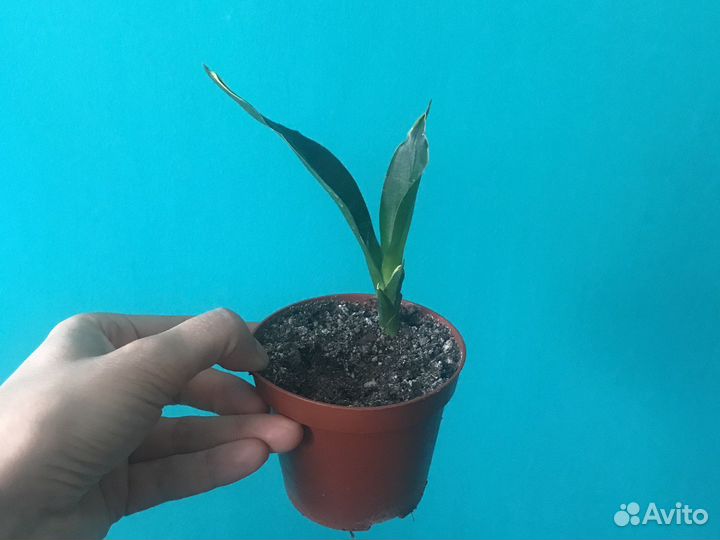 Сансевиерия Блэк даймонд и др. (изм от 18.08)