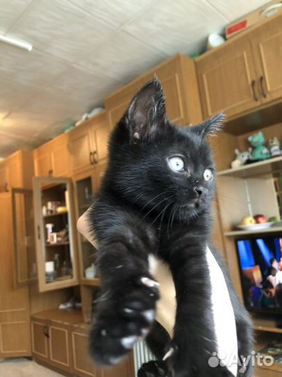 Отдам в добрые руки кошечку