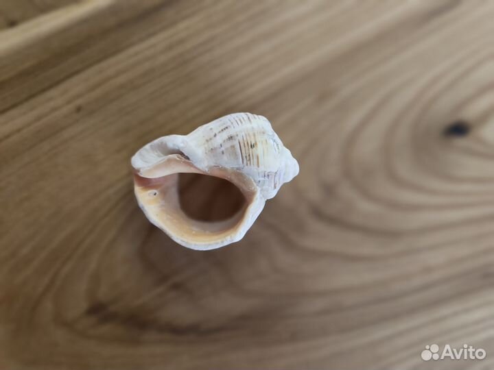 Морские ракушки раковины