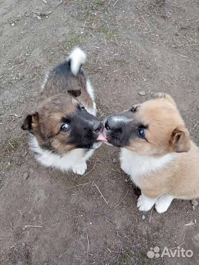 Отдам щенка в добрые руки