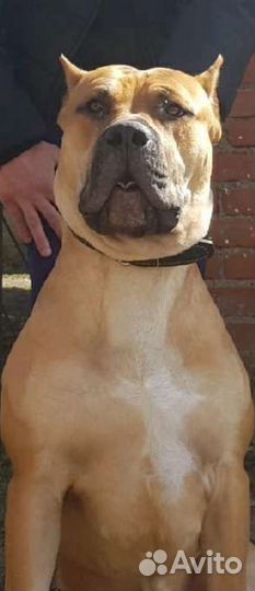 Стаффордширский терьер. Вязка