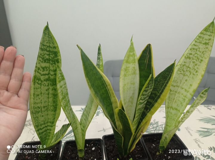 Сансевиерия лауренти