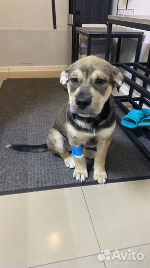 Собака в добрые руки