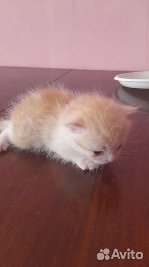Отдам котика