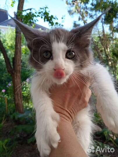 Мейн-кун,классика и шестипалые