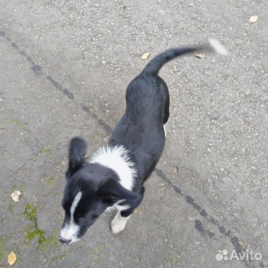 Австралийская овчарка