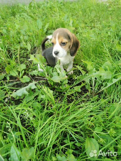 Щенки Бигля