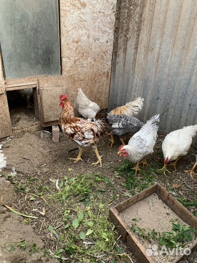 Молодые петухи