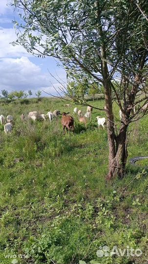 Козел альпийский