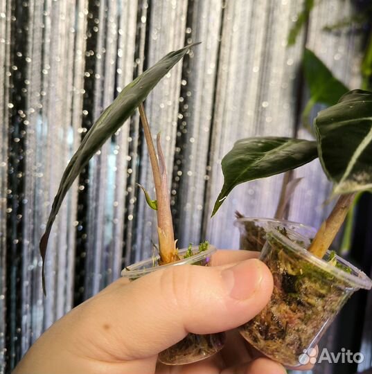 Алоказия полли