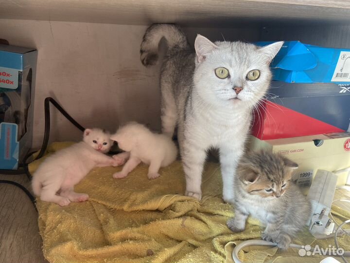 Британские котята