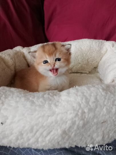 Апельсинки