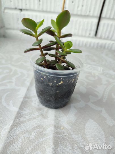 Крассула, алоэ