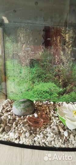 Аквариум и украшения для аквариума
