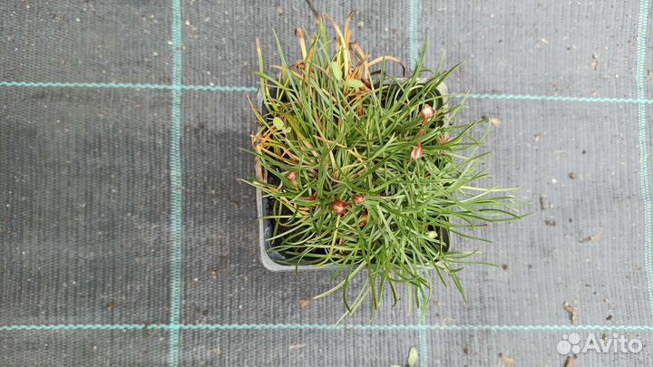 Армерия приморская