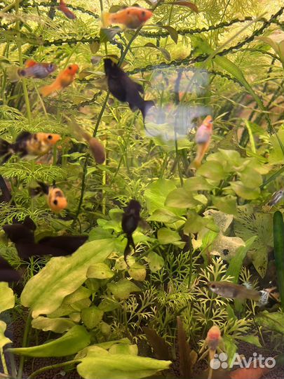 Растения в аквариум