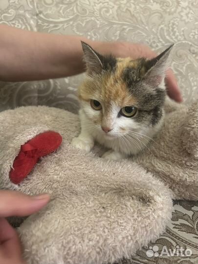 Шотландская