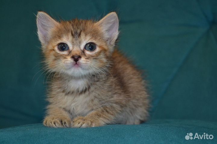 Котёнок девочка в ответственные руки