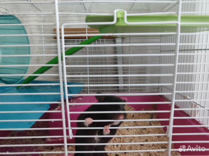 Хомяк с клеткой