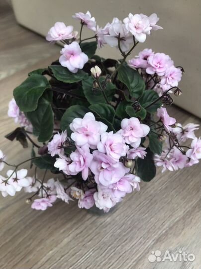 Сенполия трейлерная