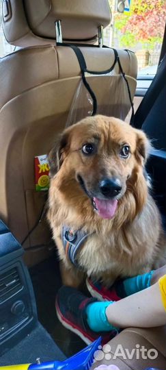 Собаке нужен дом