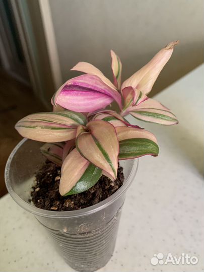 Традесканция зебрина discolor