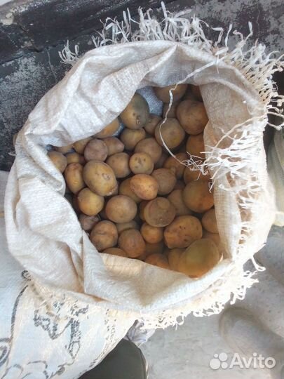 Семенной картофель