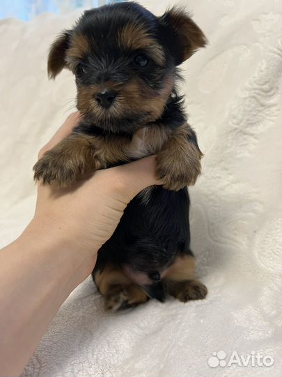 Йоркширский терьер щенки