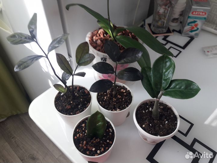 Замиокулькас черный равен , зензи