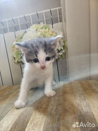 Котятки с анализами в дар