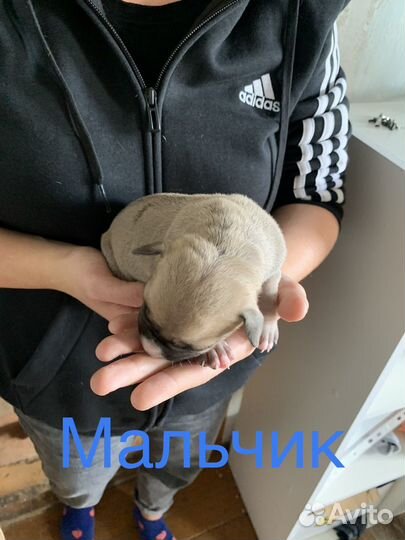 Щенки амстаффа