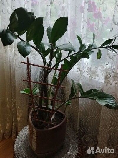 Замиокулькас